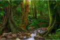 Forest Aquarium Background Jungle Rainforest Stream Fish Tank Background Lush Green Trees with Moss Terrarium Background Forest Stream Rock Theme Reptile Habitat Background Poster Vinyl 36x18in