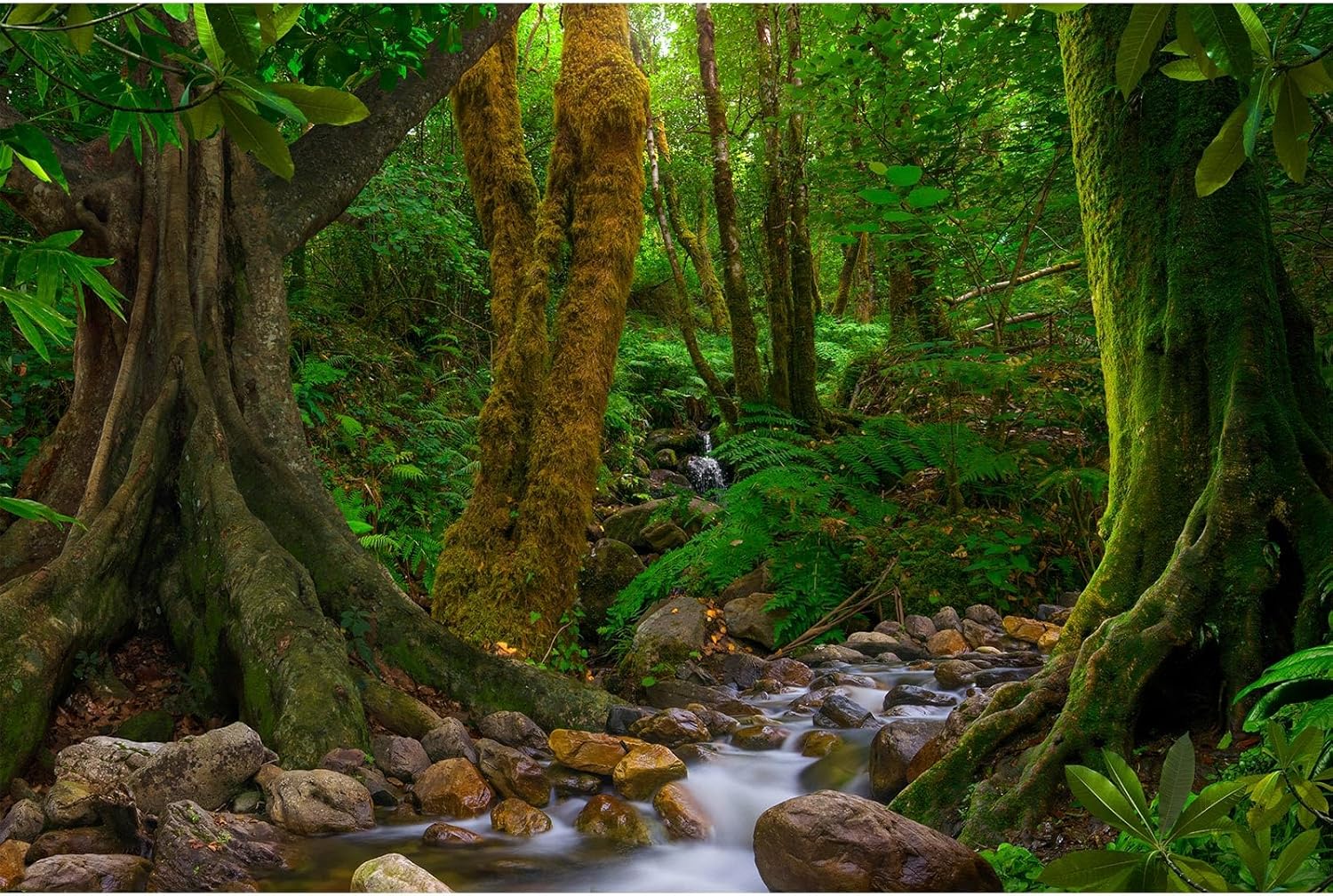 Forest Aquarium Background Jungle Rainforest Stream Fish Tank Background Lush Green Trees with Moss Terrarium Background Forest Stream Rock Theme Reptile Habitat Background Poster Vinyl 24x16in
