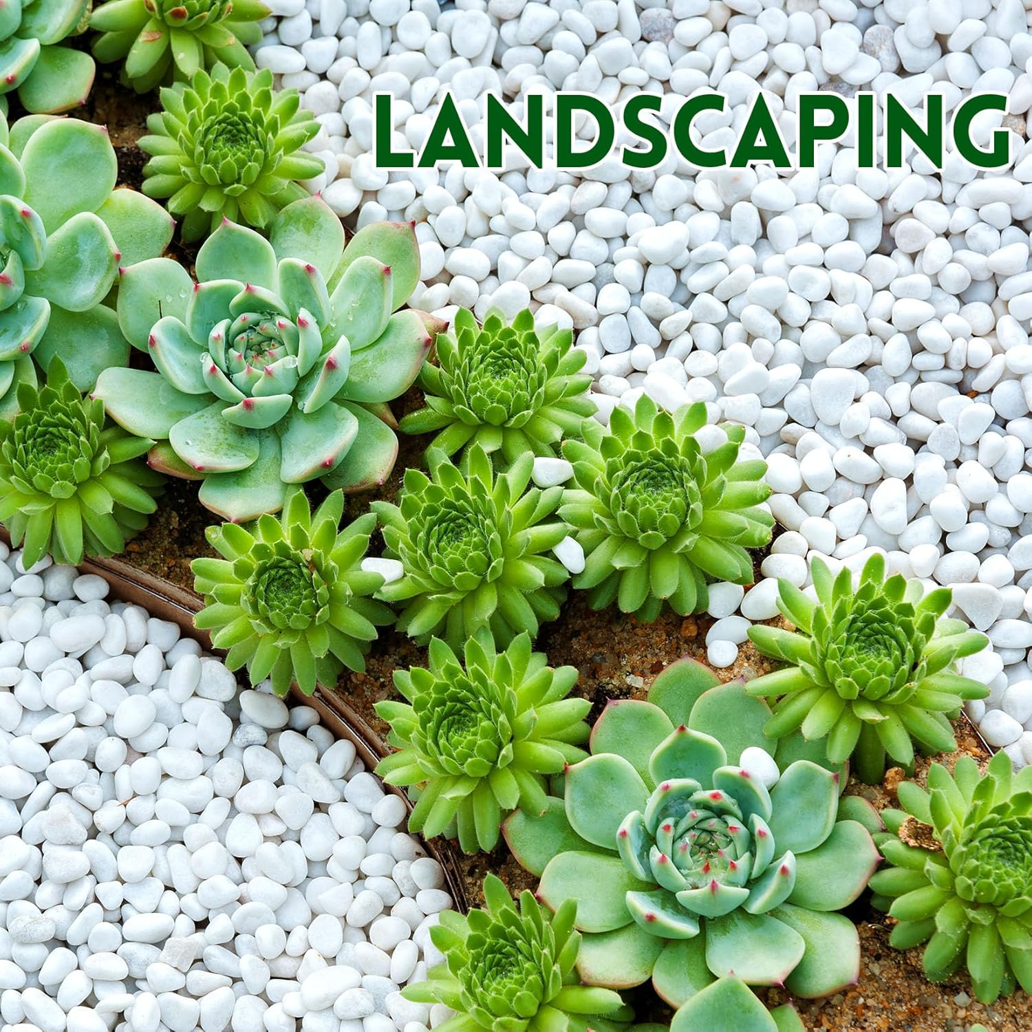 2.2 lb Natural Polished White Pebbles, 3/8 Inch Decorative White Rocks for Potted Plants Pot Filling Aquariums Outdoor Street Scape Decorative Rocks