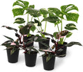 Green Circle Growers 6P Assorted Foliage, Grower Pots, Live Plants