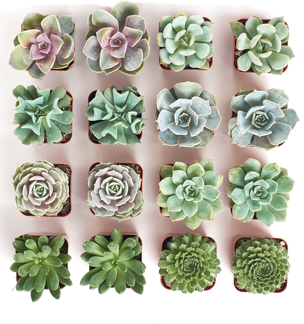 Shop Succulents Rosette Succulent Plant Pack Bulk Collection - Live Mini Succulent Plants, Low Maintenance, Floral Shaped Mix of Colors & Textures - Wedding and Party Favors, Gift & Garden, Pack of 16