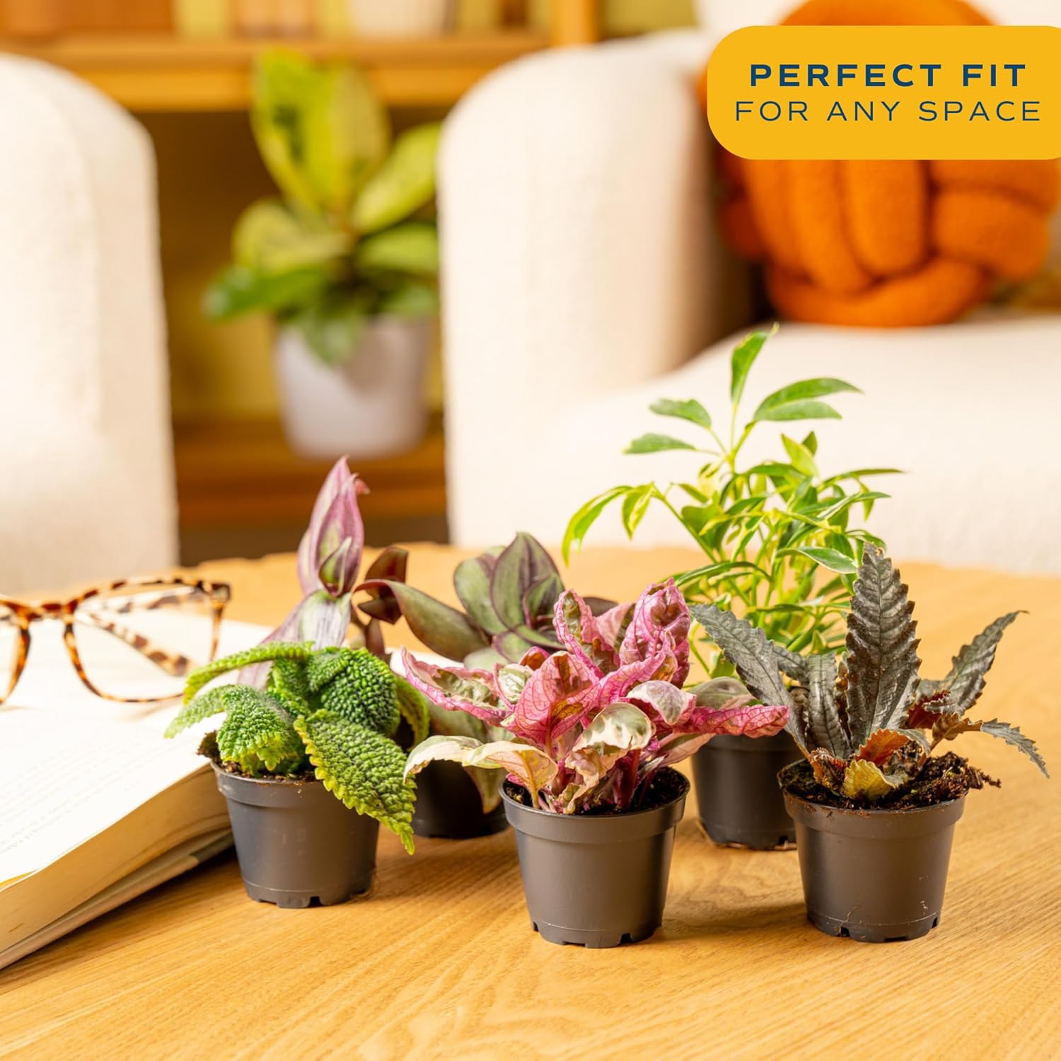 Costa Farms Live Plants (Pack of 12), Easy to Grow Live Indoor Houseplants in 2.5-Inch Plant Pots, Hand-Selected Varieties, Home and Room Decor