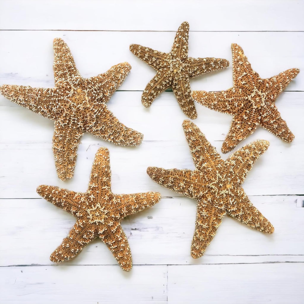 Tumbler Home Real Starfish Décor - 5pcs - 4" - 6" Large Starfish for Crafts, Beach House Décor, Christmas Ornaments & Nautical Decorations