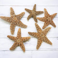 Tumbler Home Real Starfish Décor - 5pcs - 4" - 6" Large Starfish for Crafts, Beach House Décor, Christmas Ornaments & Nautical Decorations