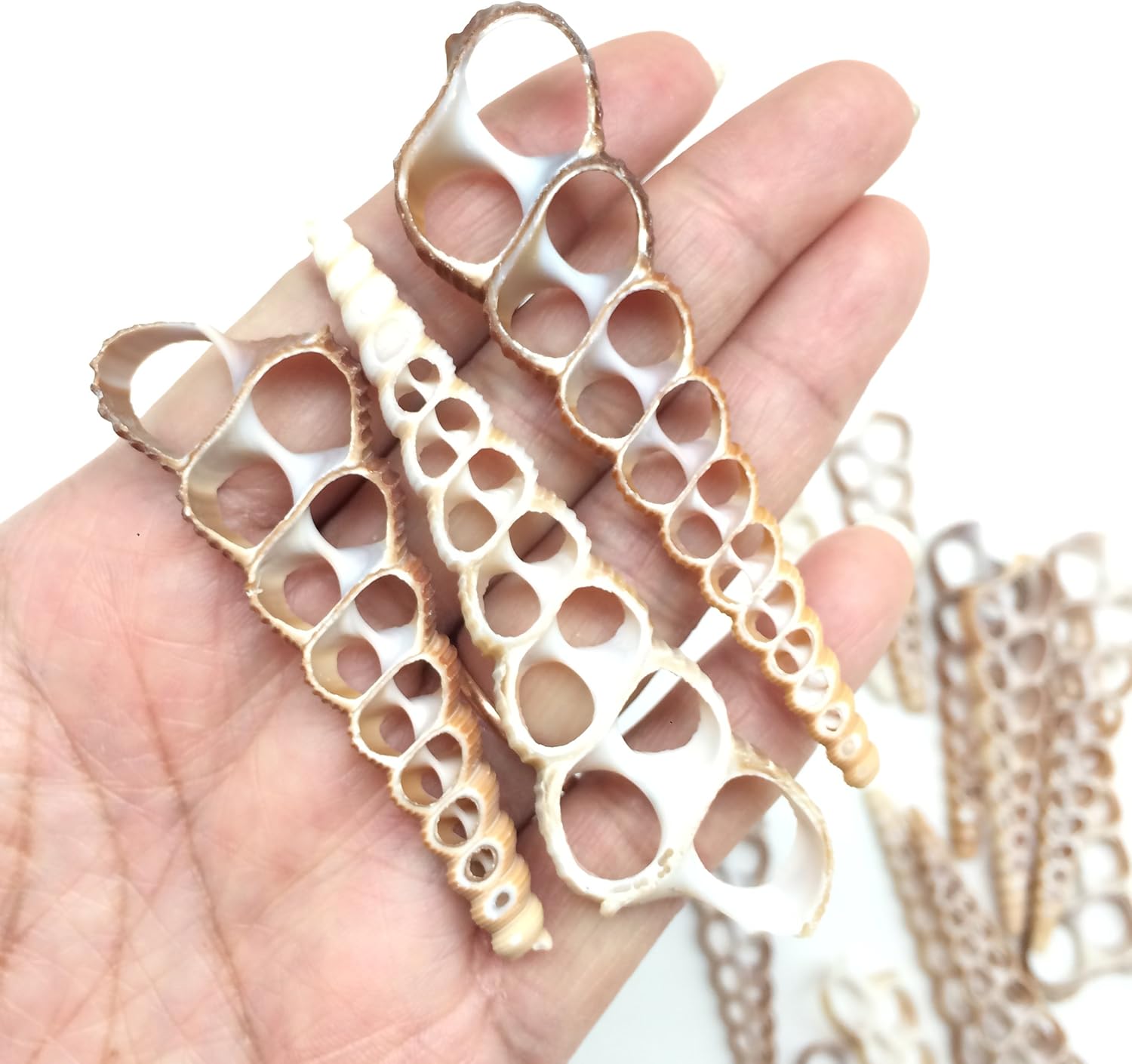PEPPERLONELY 20 PC Center Cut Terebra Turritella Sea Shells, 2-1/2~3 Inch