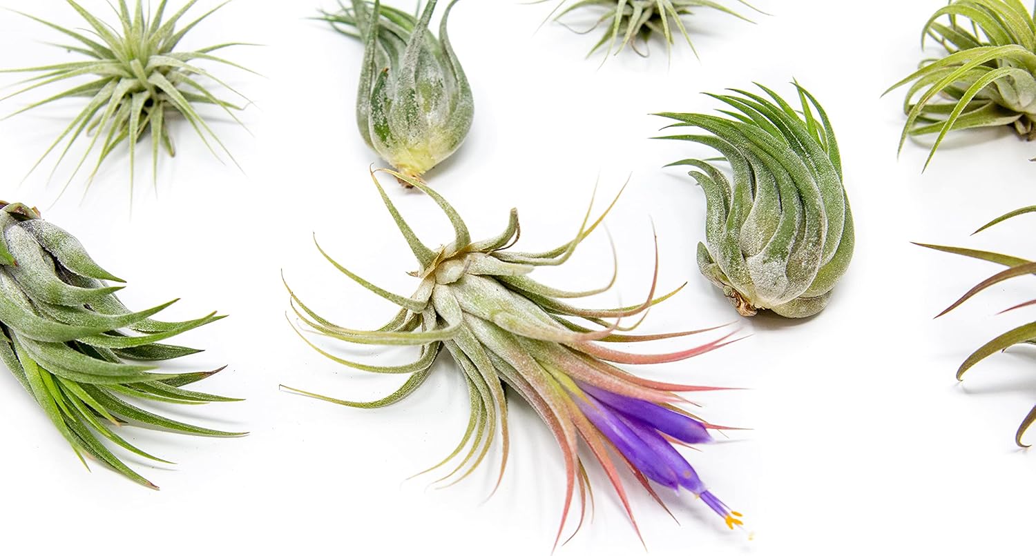 Air Plant Shop 12 Pack Assorted Ionantha Air Plants - Wholesale and Bulk - Succulents - Live Tillandsia - Easy Care Indoor and Outdoor House Plants
