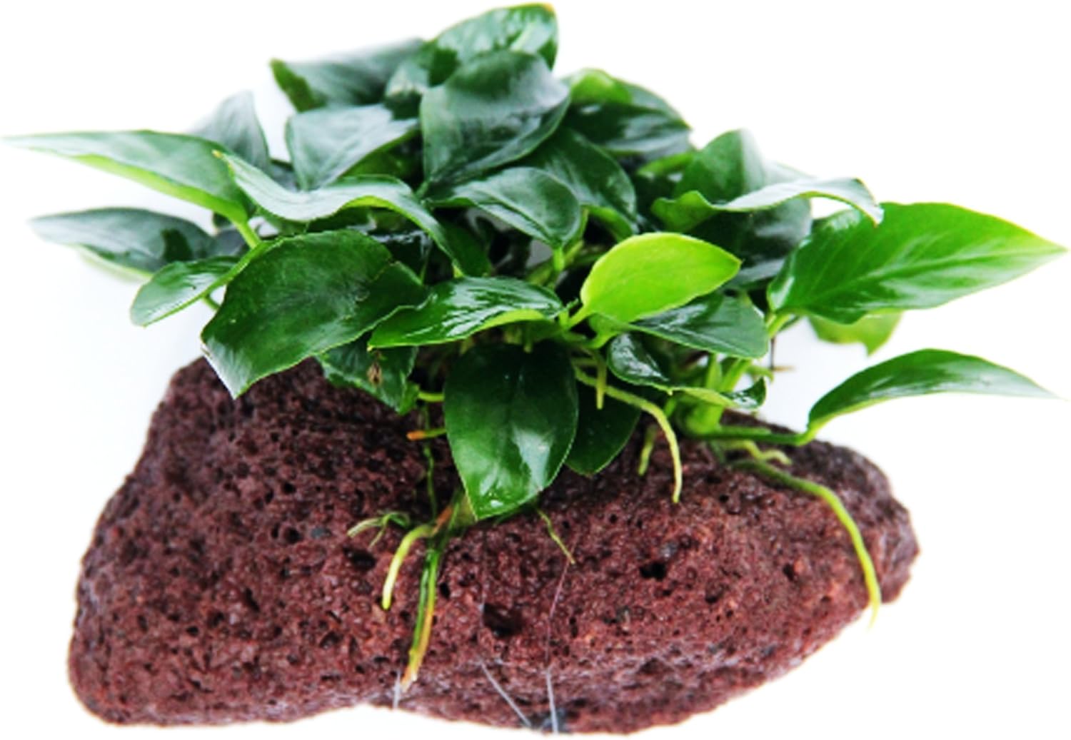 Greenpro (Anubias Nana Petite Lava Stone) Anubias, Java Fern, Moss and More! Freshwater Live Aquarium Plants on Driftwood for Aquatic Tropical Fish Tank Decorations - Easy to Drop