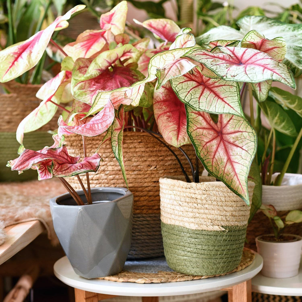Gardenera Caladium Potting Mix - Unlock Robust Growth and Striking Leaf Color with Our High-Performance Formula - 20 Quart