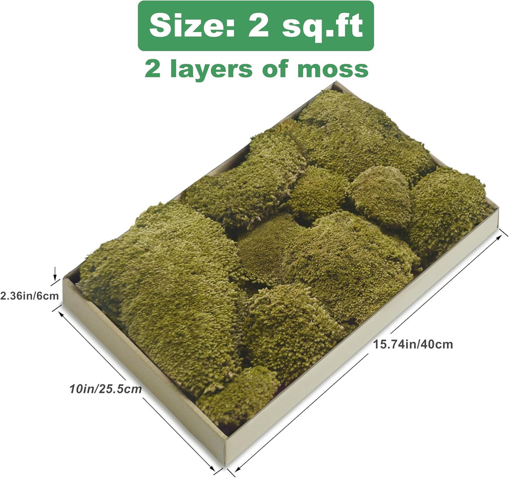 TurelinnG Preserved Moss Decor - Real Forest Moss, Moss for Crafts, Flexible for DIY Crafts, Home, Wall, Terrarium, Art Projects(Yellow Green 2 sq.ft)