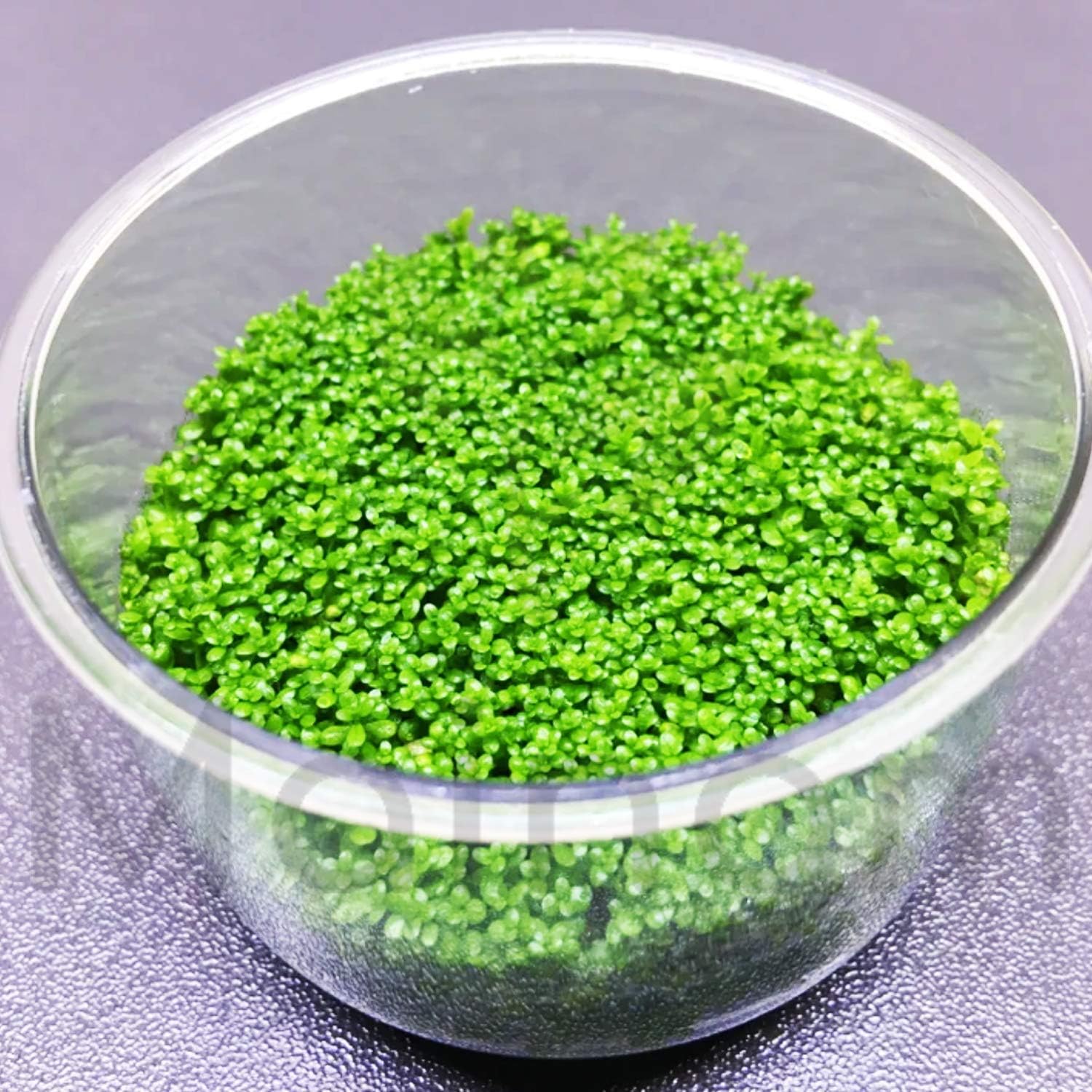 (1-Cup) Dwarf Baby Tears Carpet Imported Direct from Grower Live Aquarium Plants Decoration Tissue Culture for Freshwater Aquatic Plant Tank by Mainam