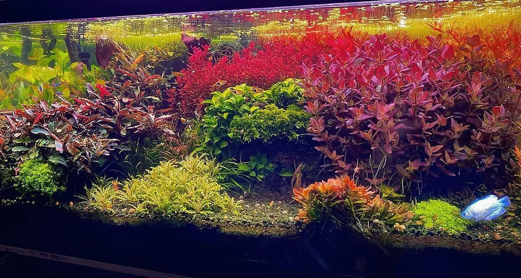 Ultum Nature Systems Downoi Pogostemon Helferi Tissue Culture Live Plant for Aquarium, Aquascape, Freshwater Fish Tanks - 100% Snail Free in Vitro