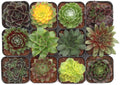 Mountain Crest Gardens Sempervivum Succulent Variety Pack - 12 Hardy Live Rosette Plants, No Repeats, Rooted in 2 Inch Pots - Succulents for Rock Gardens, Containers, DIY Displays