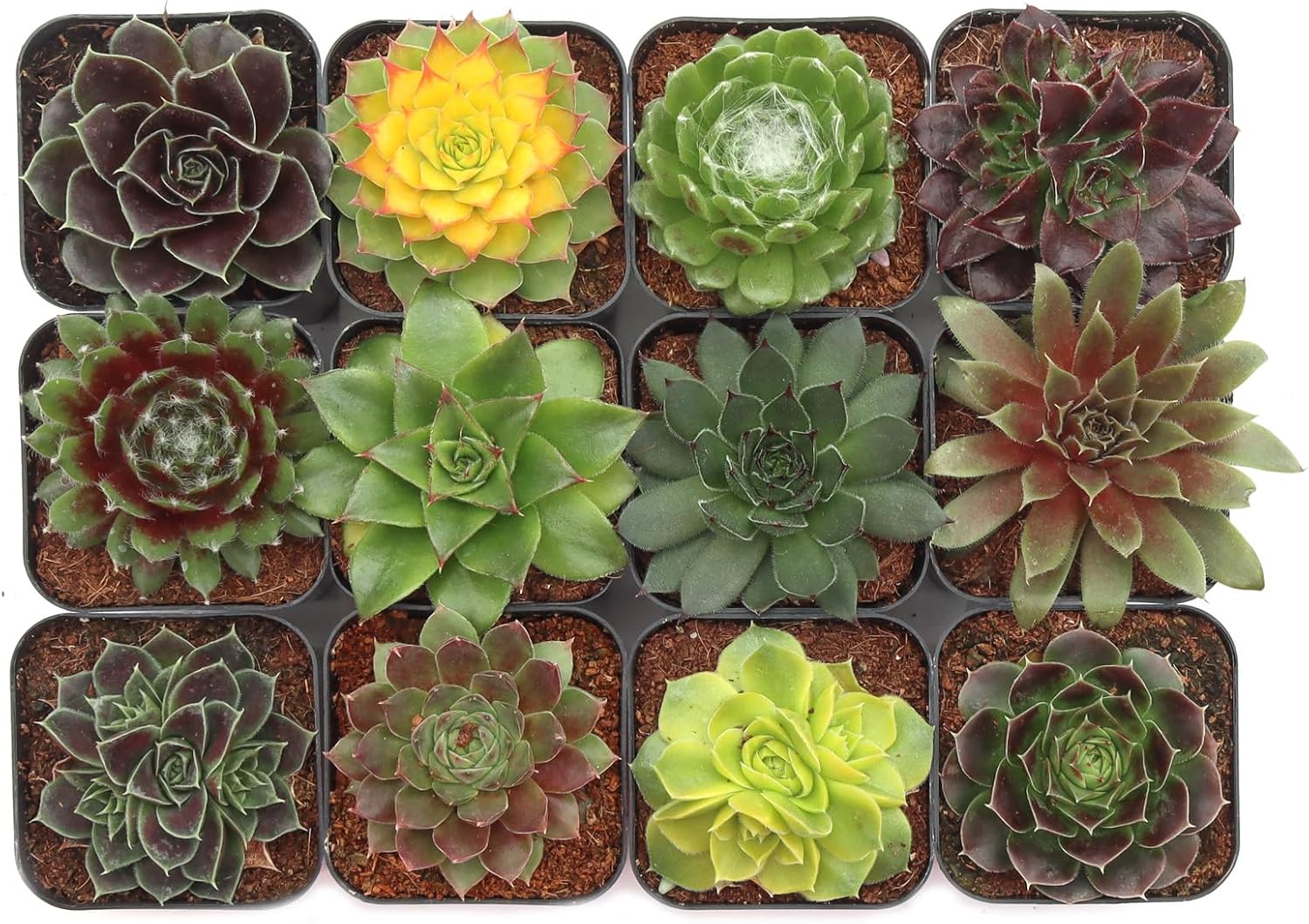 Mountain Crest Gardens Sempervivum Succulent Variety Pack - 12 Hardy Live Rosette Plants, No Repeats, Rooted in 2 Inch Pots - Succulents for Rock Gardens, Containers, DIY Displays