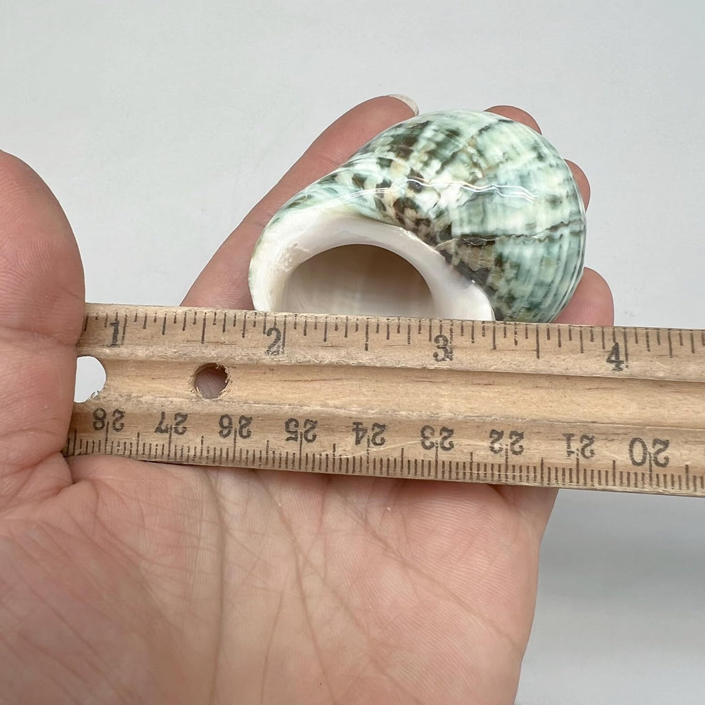 PEPPERLONELY 4 PC Natural Mixed Turbo Sea Shells, Hermit Crab Shells, 2 Inch ~ 2-1/4