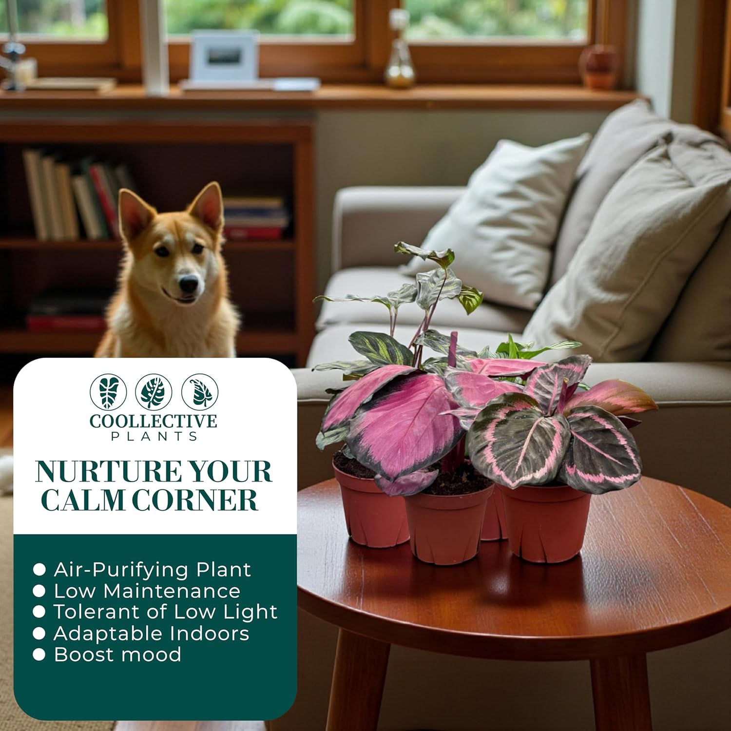 CoollectivePlants Calathea Plant Live in 4″ Nursery Pot – Assorted Indoor House Plants, Easy Care Indoor Plants, Starter Plant for Beginners (4-Pack)