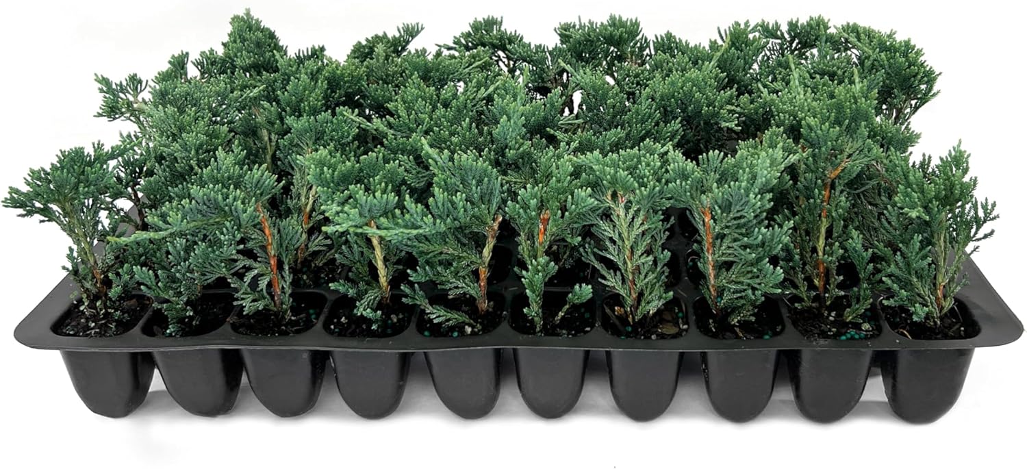 Blue Rug Juniper Wiltonii | 30 Live Plants | Juniperus Horizontalis | Creeping Ground Cover, Low Maintenance Shrub, Drought Tolerant, Evergreen Foliage, Fast Growing, Erosion Control