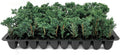 Blue Rug Juniper Wiltonii | 3 Live Plants | Juniperus Horizontalis | Creeping Ground Cover, Low Maintenance Shrub, Drought Tolerant, Evergreen Foliage, Fast Growing, Erosion Control