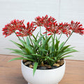 Artificial Flowers for Outdoors 18.9 in Large Fake Plants Outdoor Red Flower Agapanthus Spring Summer Decoration Outside for Front Porch Garden Window Box Decortion