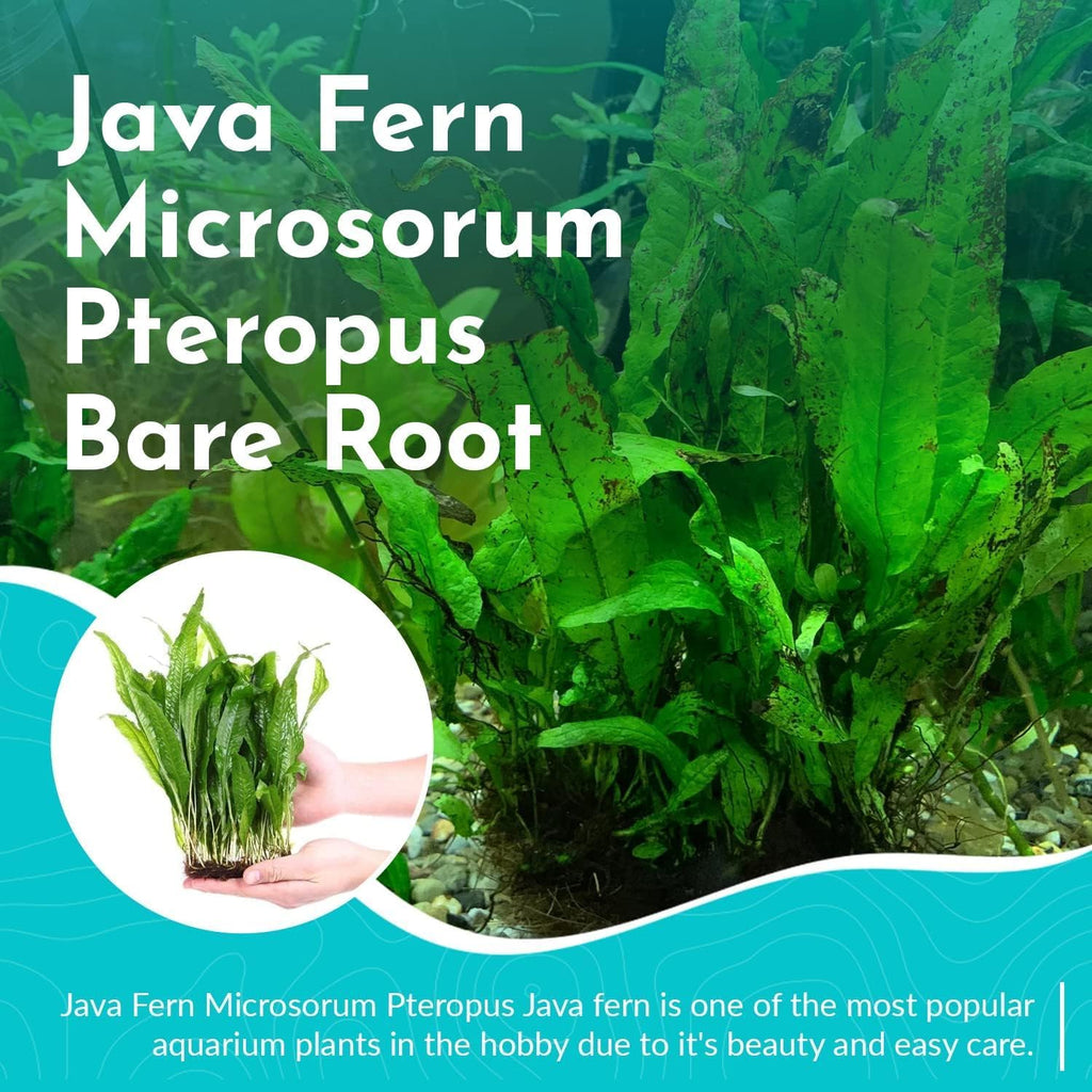 Java Fern Bare Root - Great for Modern Aquariums - Provides Shelter to Baby Fish - Fast Growth, Long Lasting & Easy to Care Aquatic Plants - Medium