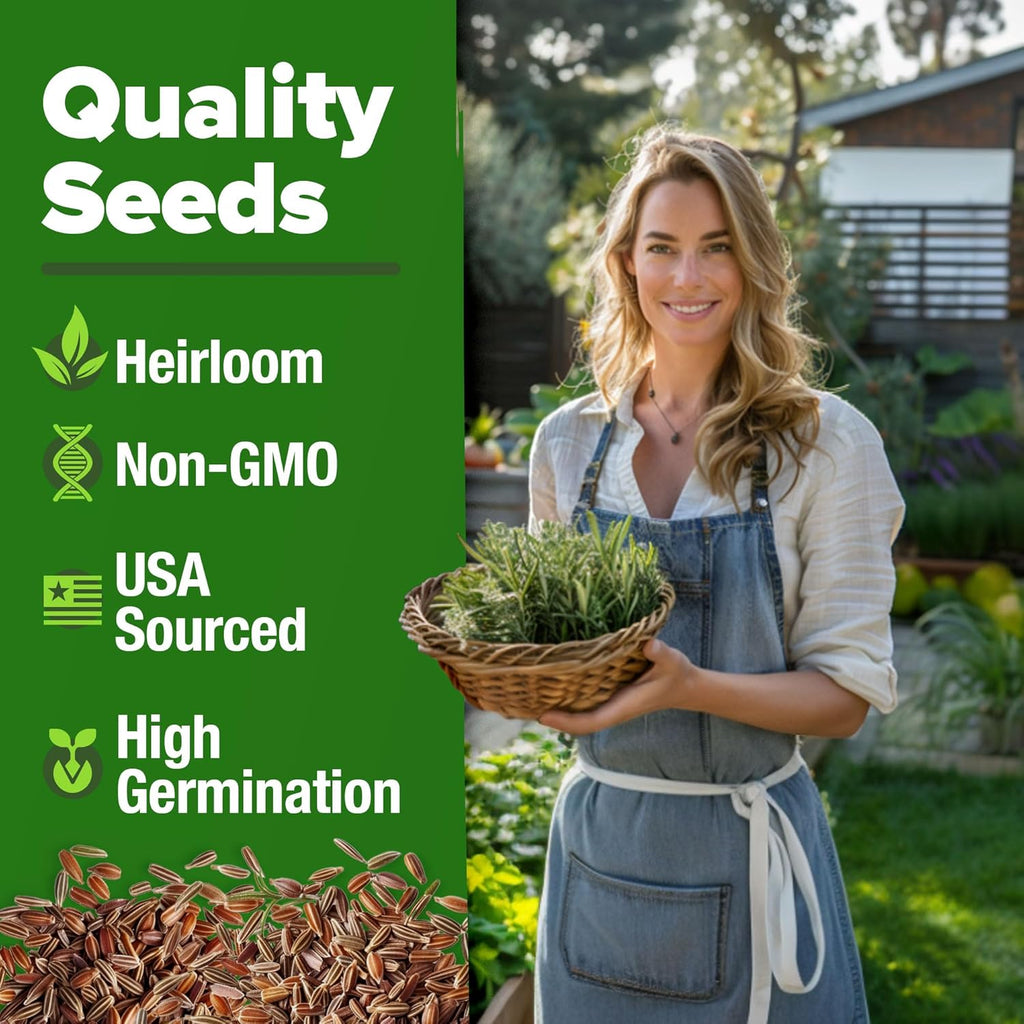 HOME GROWN Rosemary Seeds Pack - 300 High Germinating Heirloom Herb Seeds for Planting in Indoor or Outdoor Herb Gardens (Salvia rosmarinus)