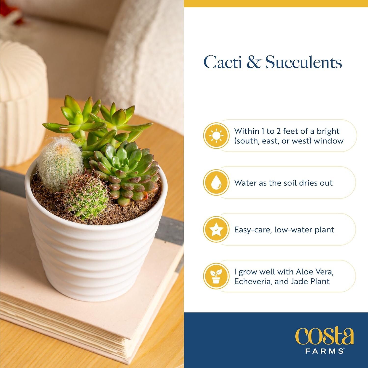 Costa Farms Succulent Plant, Live Indoor Plant Mini Succulent in Cute Decor Plant Pot, Potting Soil Mix, Grower's Choice, Room Decor, Housewarming Gift, 2-Inches Tall