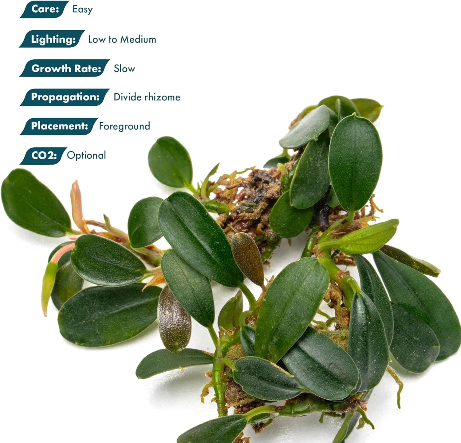 SubstrateSource Bucephalandra Brownie Phoenix Live Aquarium Plant - Natural Freshwater Fish Tank Decorations, Aquatic Decor (Small Clump (3-5 Plants))