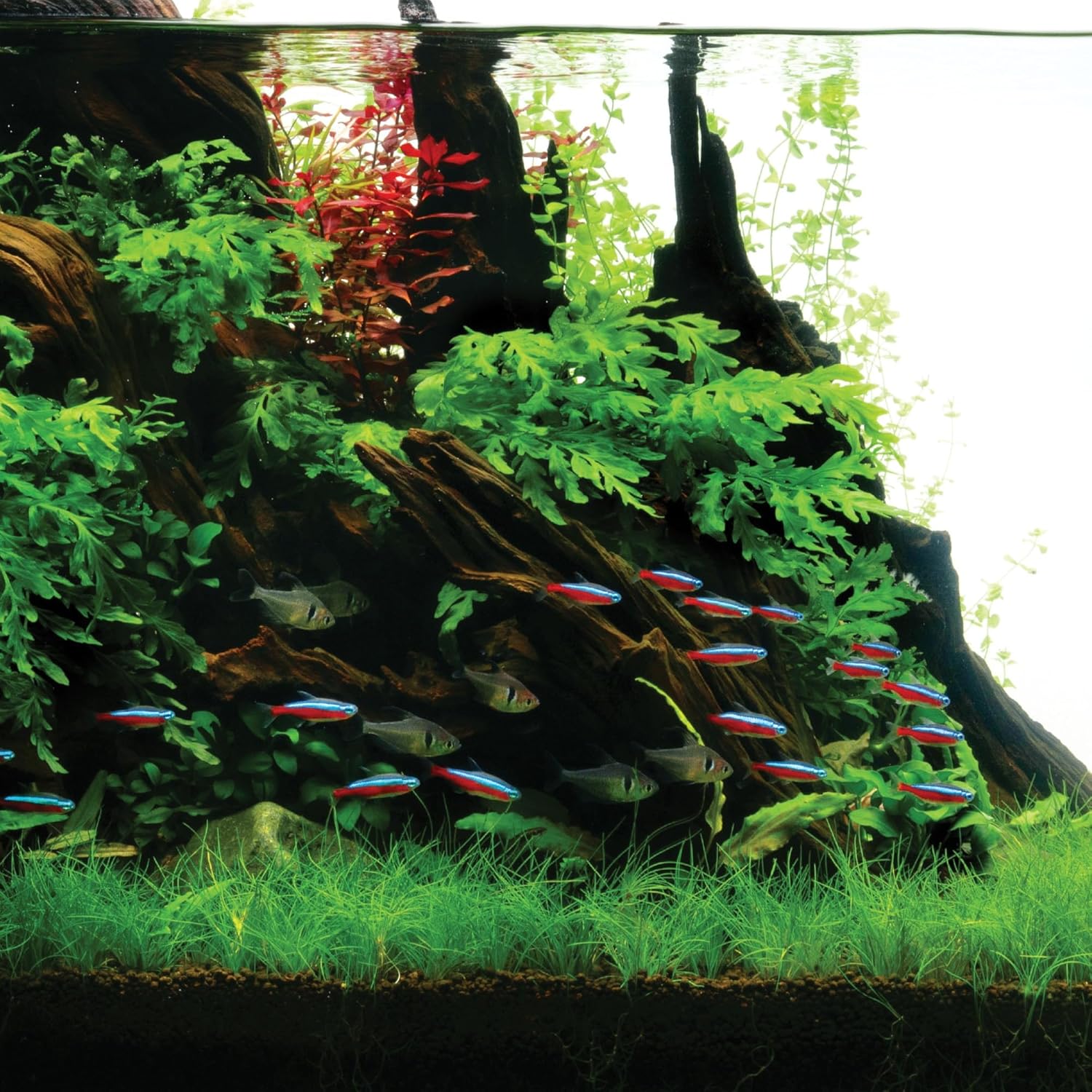 Ultum Nature Systems Driftwood - Amazon Drift Wood for Fish Tank, Planted Tank, Terriarium, Paludarium - Versatile Natural Driftwood Decor, Events Wood Centerpiece - Amazon Wood, M 9-16, 3 Pack