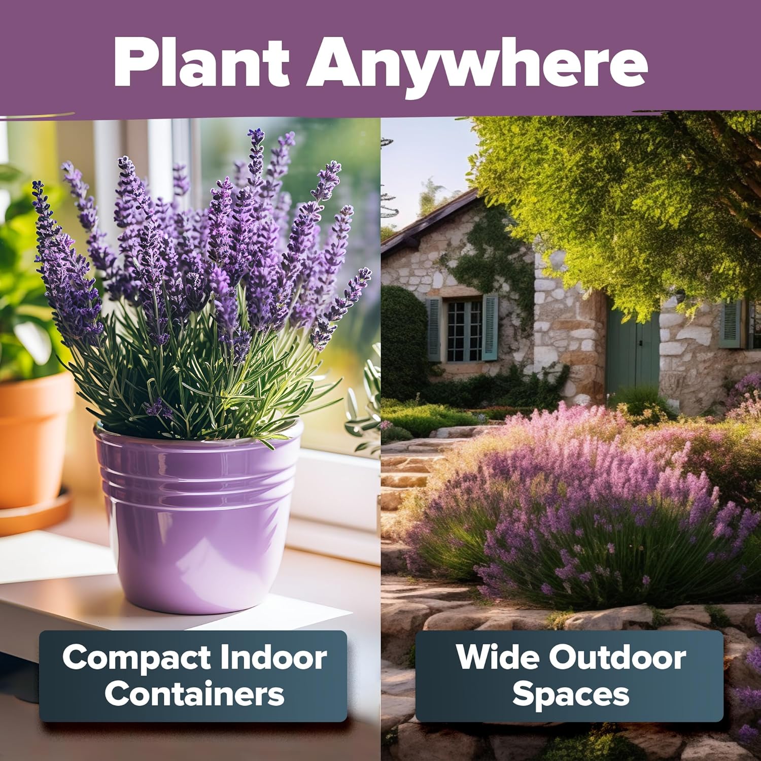 HOME GROWN English Lavender Seeds 2 Pack 3000 Non GMO Wildflower Seed, for Planting Indoor Outdoor High Germination Flower Seeds (Lavandula antustifolia)