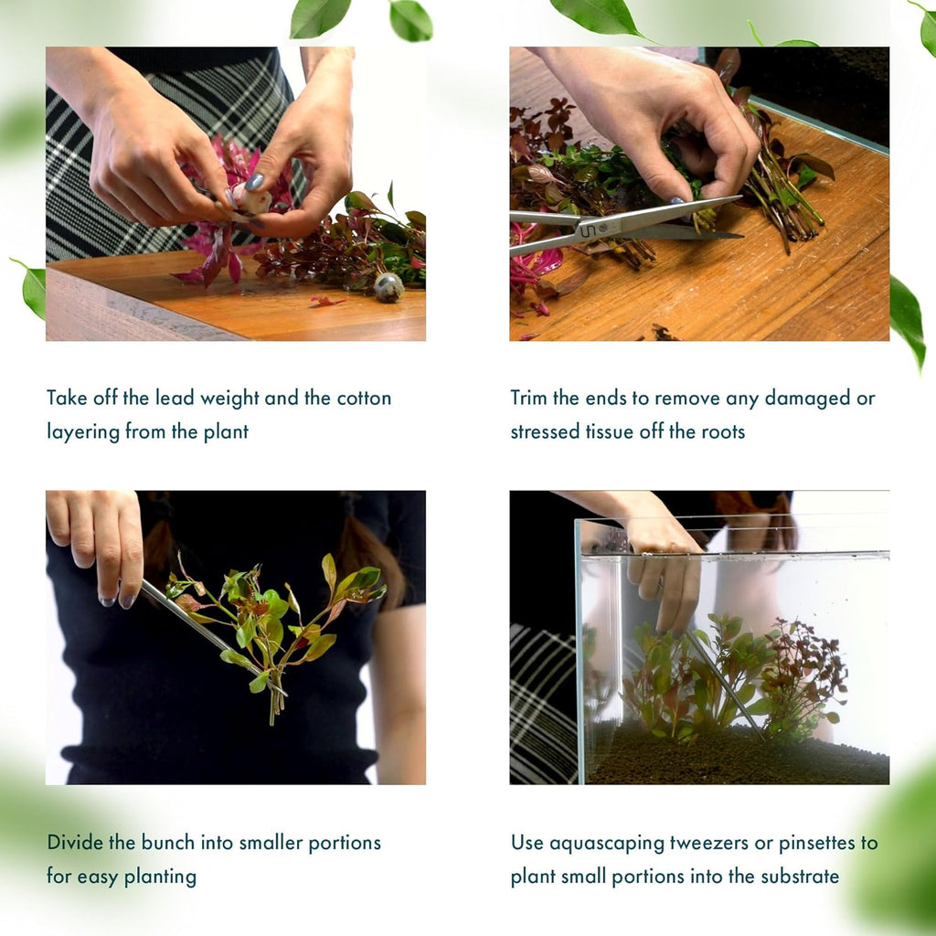 SubstrateSource Live Plants – Ludwigia Ovalis – Moderate to High Light, Green to Orange, Midground Accent – Lead Bunch, 4 Pack