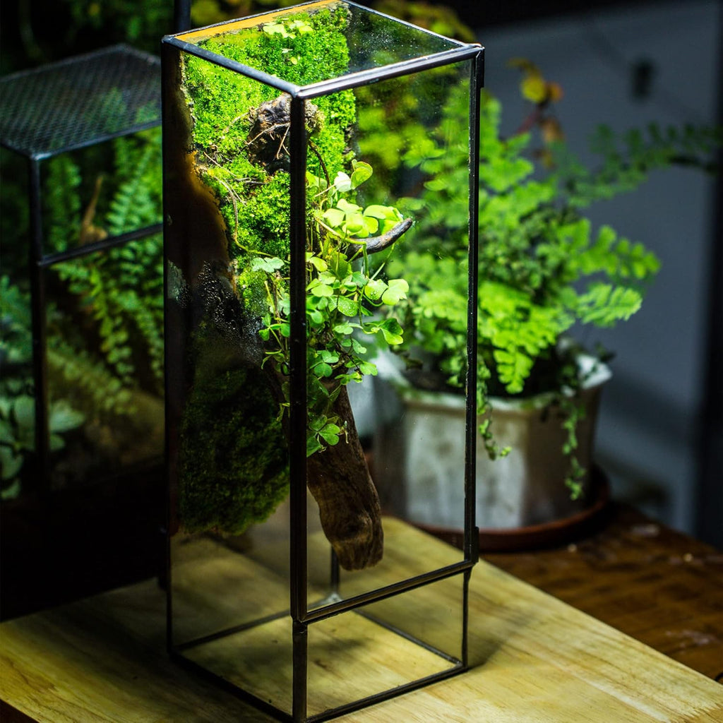 NCYP Closed Glass Terrarium with Door - 3.9x3.9x11.8 Inches Rectangular Tall Planter Box for Fern, Succulent Plants, Home Garden Tabletop Decor, Handmade (Terrarium Only)