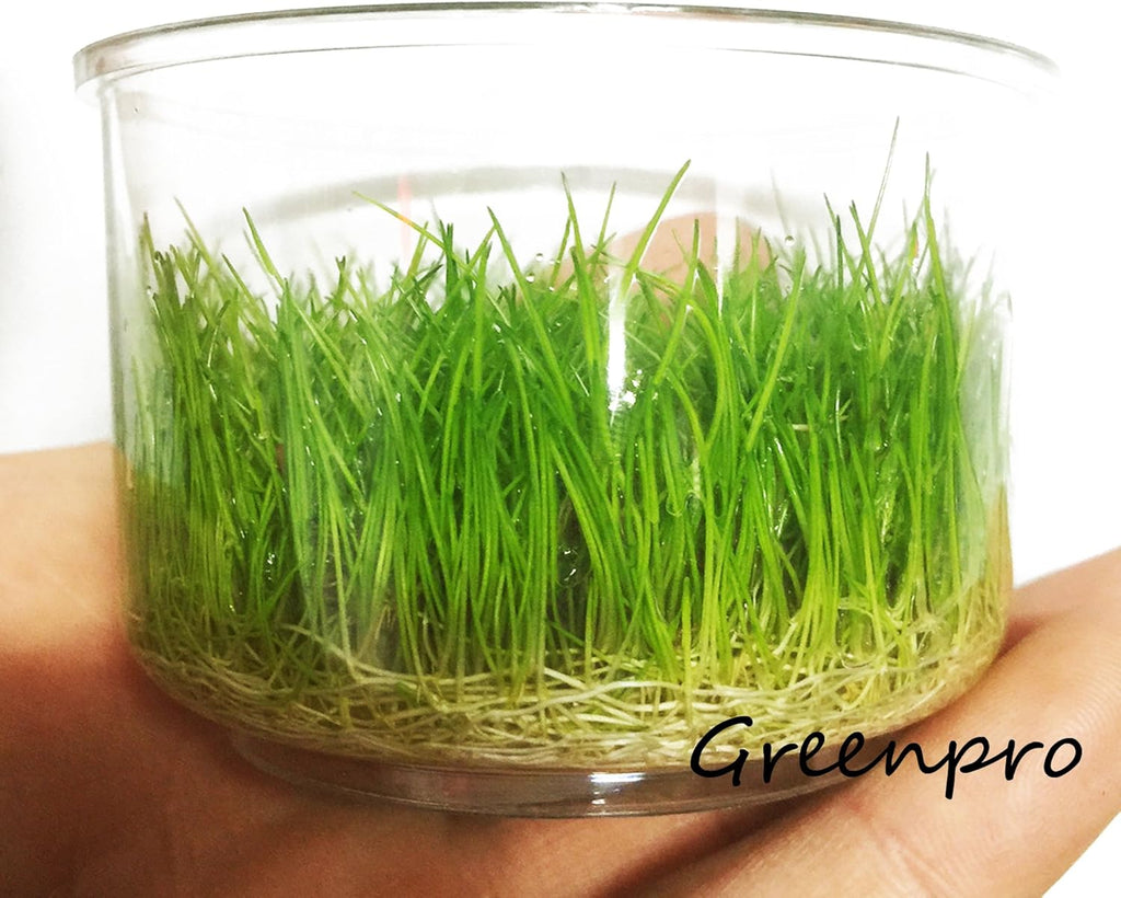 Greenpro Dwarf Hairgrass Live Aquarium Plants Tissue Culture Cup Freshwater Fish Tank Decorations