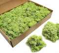 TurelinnG Preserved Moss 0.88LB Reindeer Craft Moss, Fake Moss Suitable for Crafts, Flowerbeds, Home Office Artistic Decoration Green