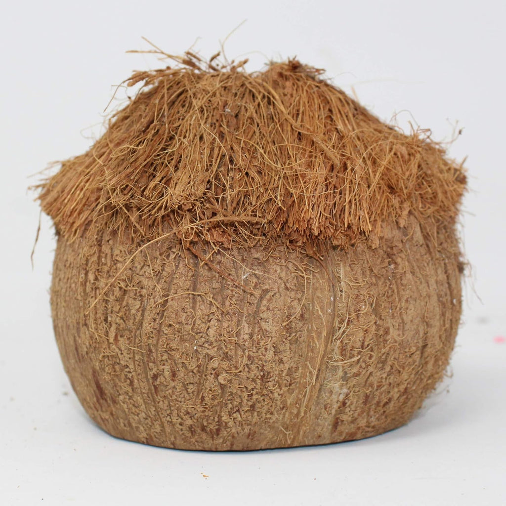 Needzo Hideout for Hermit Crabs, Reptiles, Natural Habitat Cage Decoration, 4x5 Inches (Coconut Tiki Hut)