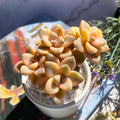 Graptoveria Paraguayense Bernalense Variegated Rare Live Succulent Plants, Cluster 3" Bare Root Without Pot & Soil, Garden Indoor Office Desk Baby Shower Decoration, Plant Lovers Gifts