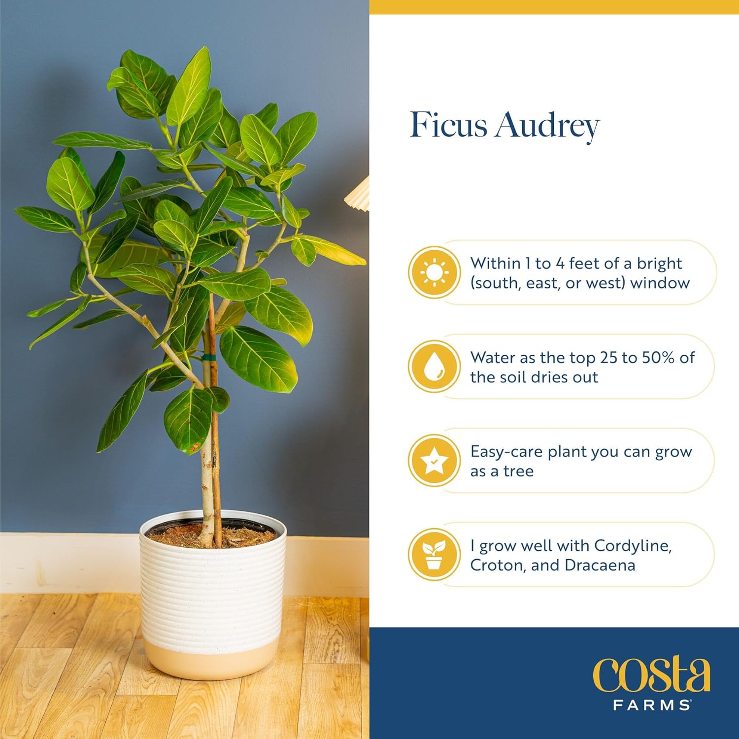 Costa Farms Ficus Audrey Tree Live Plant in Decorative Pot, Large Indoor Houseplant, Perfect for Home, Room, or Office Decor, Great House Warming or Birthday Gift, 2-3 Feet Tall