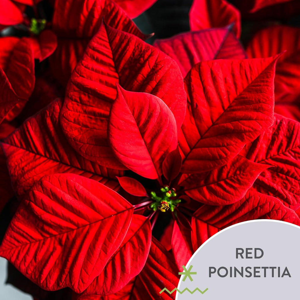 Wild Interiors Green Circle Growers 6-Pack Live Red Poinsettia Plants in 6-Inch Grower Pots with Silver Decorative Covers – Festive Holiday Houseplants for Seasonal Home Décor & Gifting