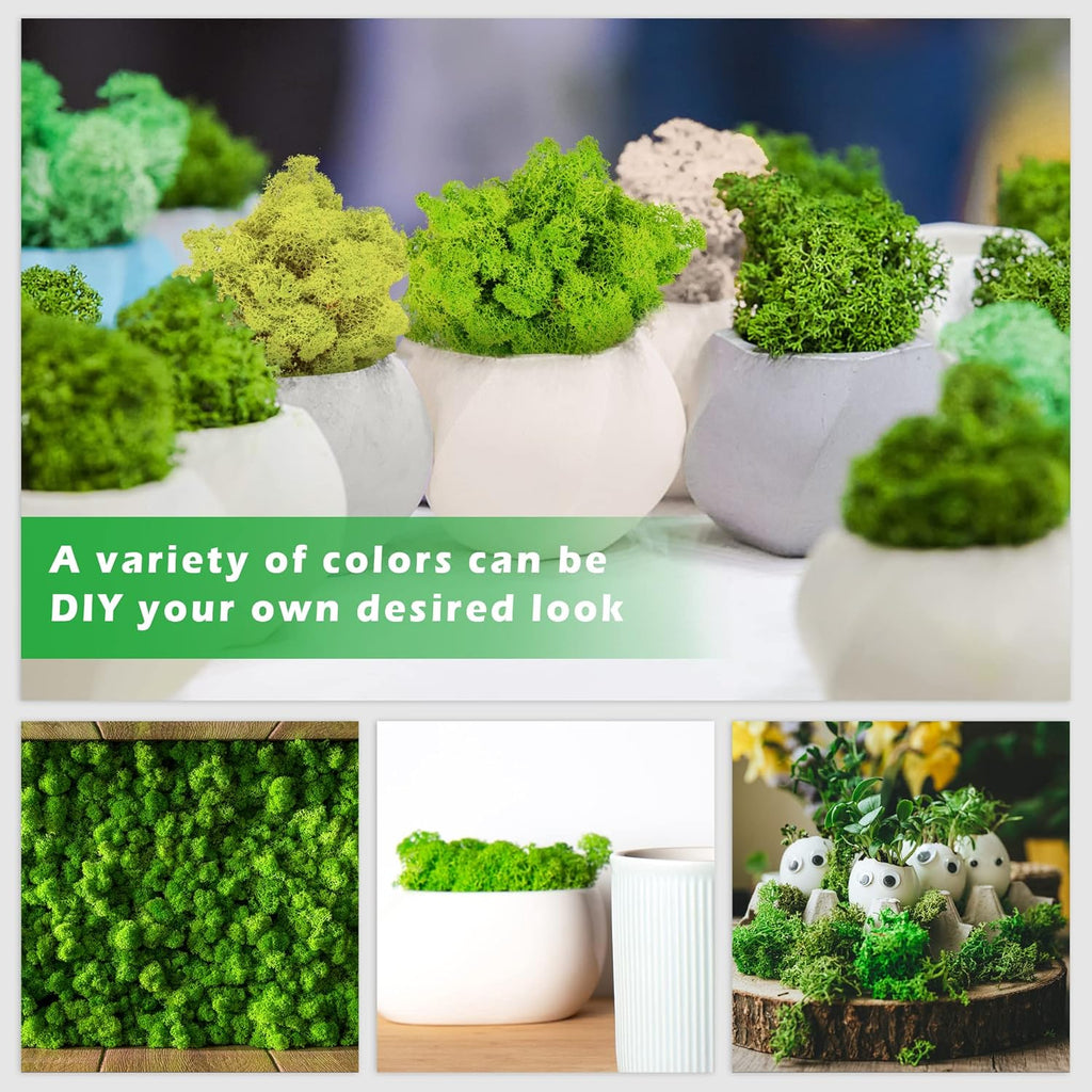 6 Colors Preserved Moss-16.9 OZ Natural Reindeer Moss-Moss for Crafts, Potted Plants Floral Arrangements Home Artistic Garden Decoration
