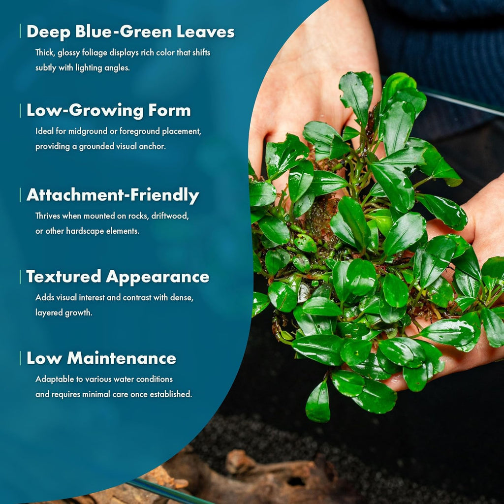 SubstrateSource Bucephalandra Arrogant Blue Live Aquarium Plant - Natural Freshwater Fish Tank Decorations and Aquatic Decor (Small Clump (3-5 Plants))