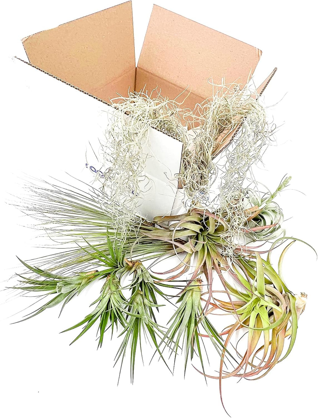 ragnaroc Holiday Hosting Gift Box Giant - 13ct -Tillandsia Air Plant Set - Live Arrival Guaranteed - House Plants for Home Decor & Gift