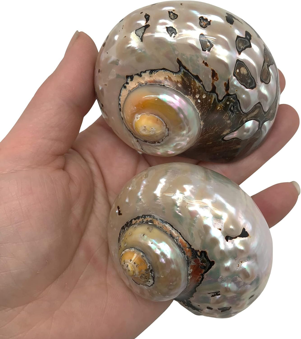 PEPPERLONELY 2 PC Hermit Crab Shells, Turbo Shells, African Sarmaticus Turbo Shell, 2-1/2 Inch ~ 3 Inch