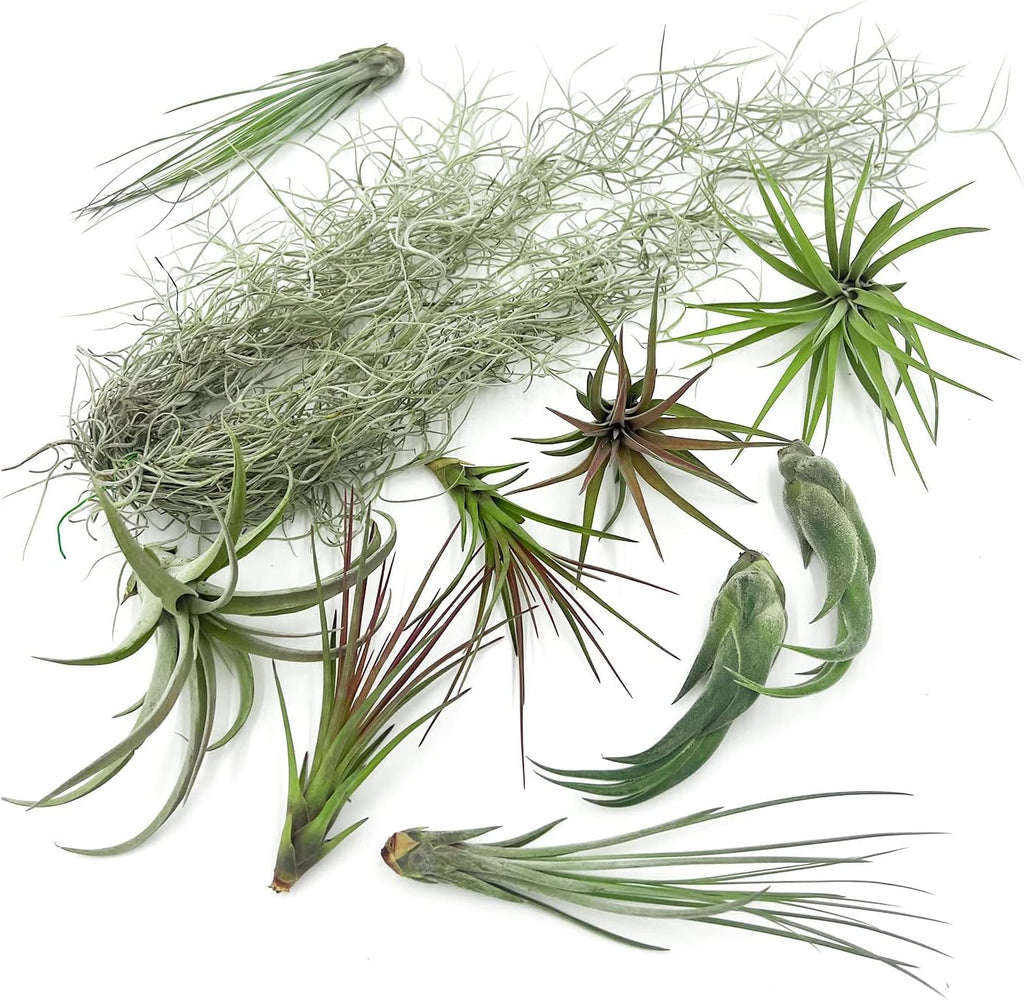 ragnaroc Live Air Plants - Tillandsia Gift Box TOR Variety Pack - 10 Count Large, 4-10 inches – Live Indoor Plants & Live 15 inch Spanish Moss – Live Plants for Home décor, Live Arrival Guaranteed