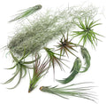 ragnaroc Live Air Plants - Tillandsia Gift Box TOR Variety Pack - 10 Count Large, 4-10 inches – Live Indoor Plants & Live 15 inch Spanish Moss – Live Plants for Home décor, Live Arrival Guaranteed