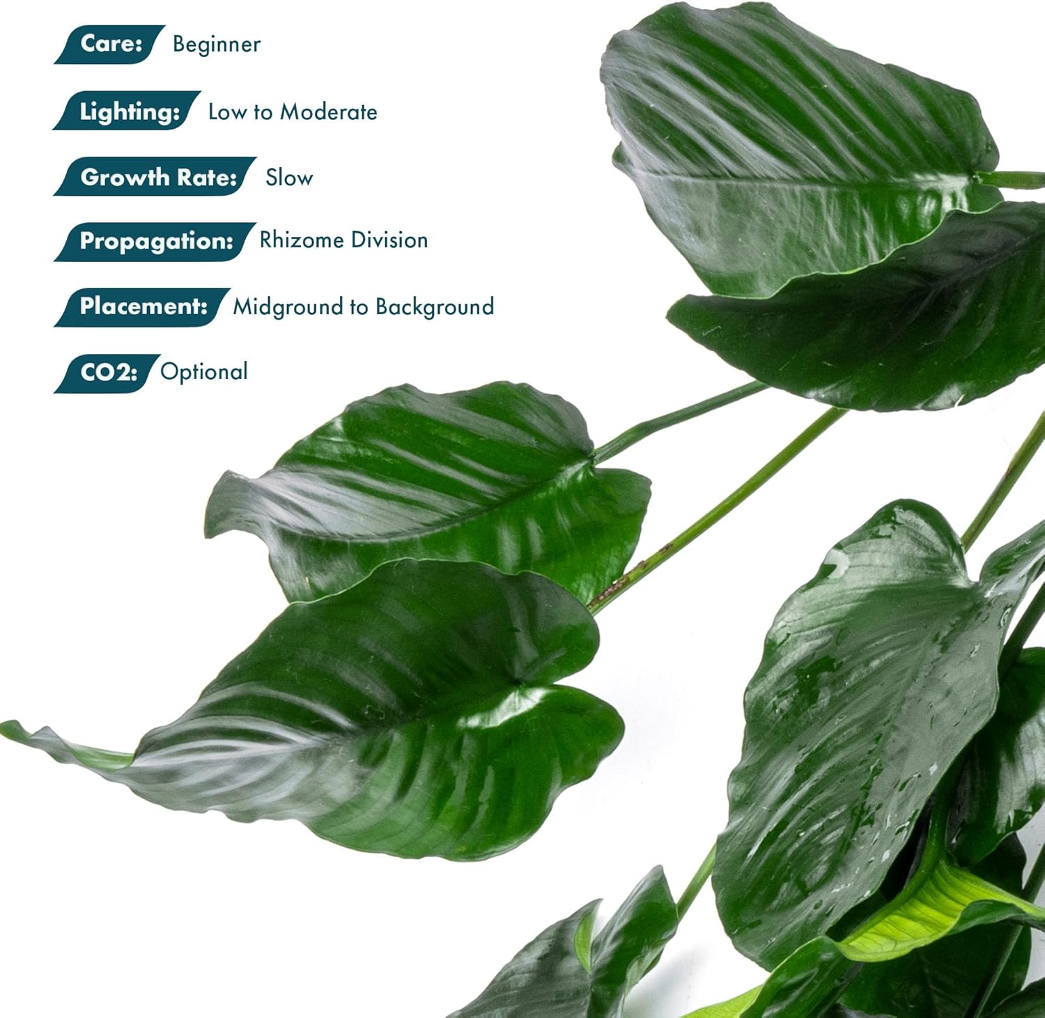 SubstrateSource Anubias Live Aquarium Plants - Potted Freshwater Plant for Fish Tanks, Terrariums - Beginner Friendly Low Light (Barteri Broad Leaf, Mother Plant)