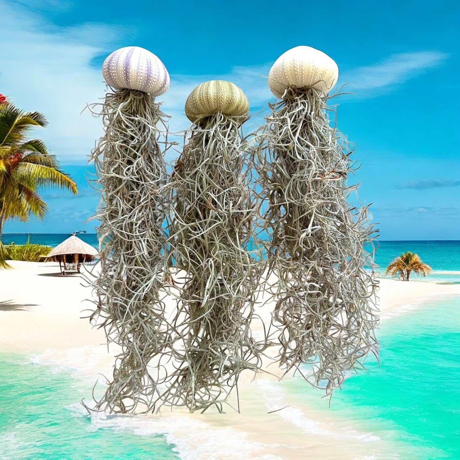 Set of 3- Jellyfish Sea Urchin Spanish Moss, Hanging Tillandsia Air Plants, Live Airplant, Healthy Arrival Guaranteed, Great Indoor & Outdoor Plant, Home Decor, Gift, Party Favors