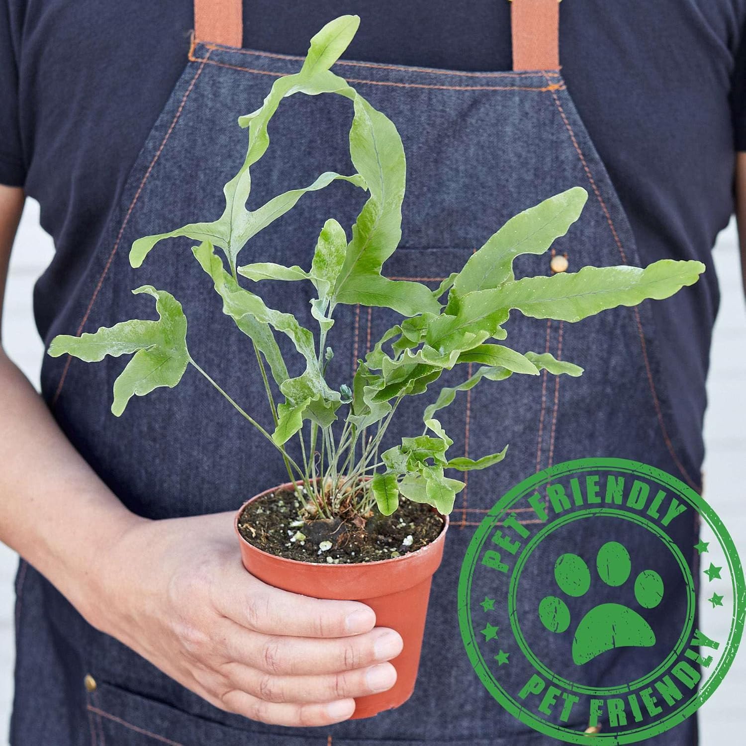 Fern Blue Star Live Plant for Indoor | Different Houseplants in 4'' & 6'' Pot | Real House Plant for Living Room, Office, Desk & Bathroom | Blue Star | Phlebodium aureum