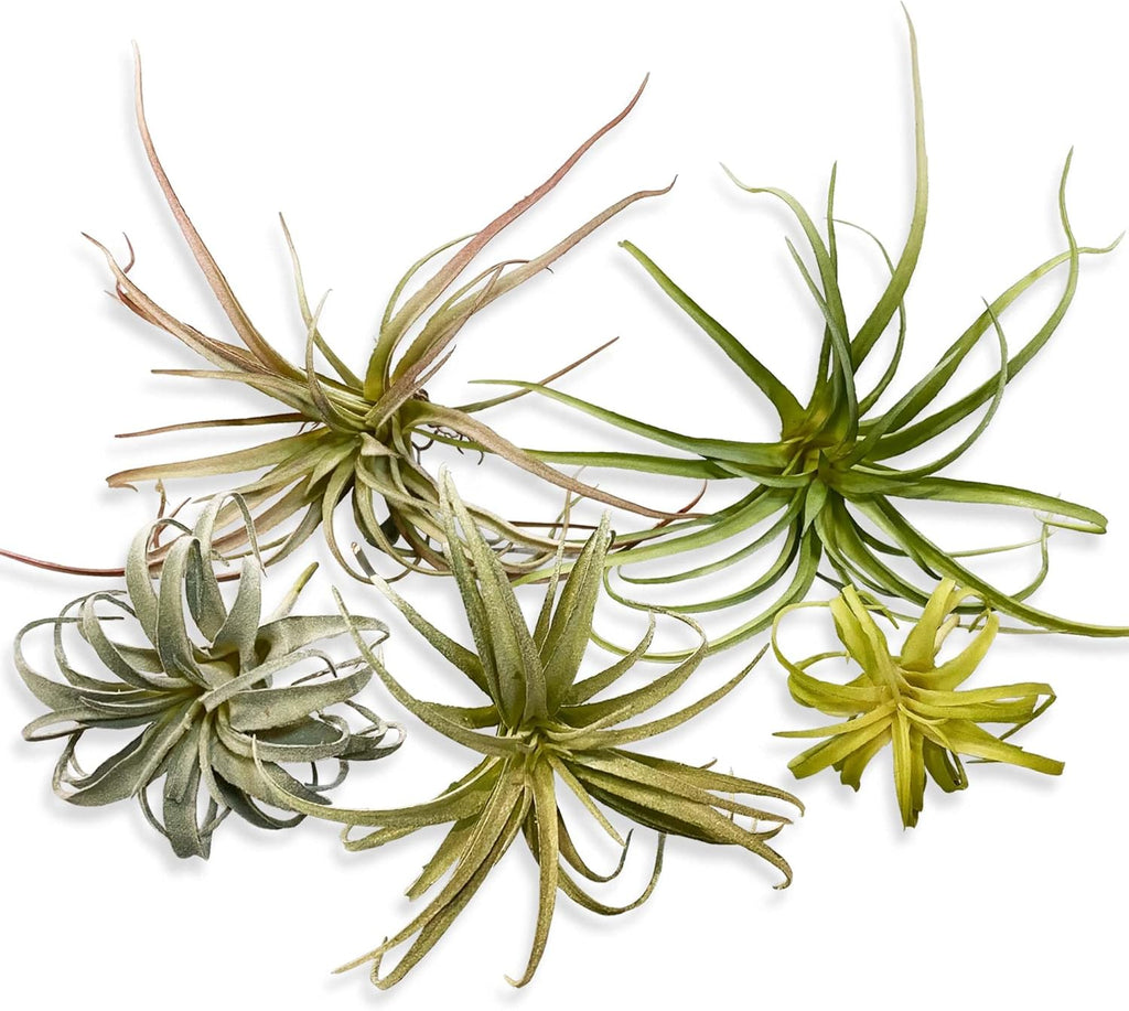 Casktcom® Large Green Real Touch Faux Air Plants, Lifelike Fake Tillandsia Pick, Artificial Air Plants for DIY Garden Wedding Home Decor — No Care Needed 5 pcs