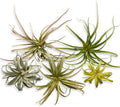 Casktcom® Large Green Real Touch Faux Air Plants, Lifelike Fake Tillandsia Pick, Artificial Air Plants for DIY Garden Wedding Home Decor — No Care Needed 5 pcs
