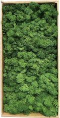 Preserved Moss 1.1lb Artificial Moss for Potted Plants Natural Fresh Green Moss for Crafts Fake Moss Arts Floral Orchid Moss Wall Decor Wedding Centerpieces Garden Terrariums Christmas Decoration