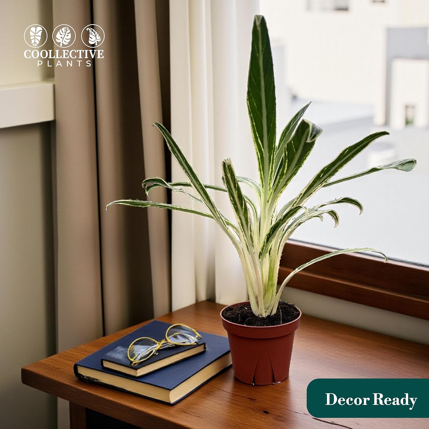 CoollectivePlants Aglaonema Bamboo – Live Indoor Plant in 4" Growers Pot - Elegant Green & Silver Foliage, Easy Care Low Light Houseplant
