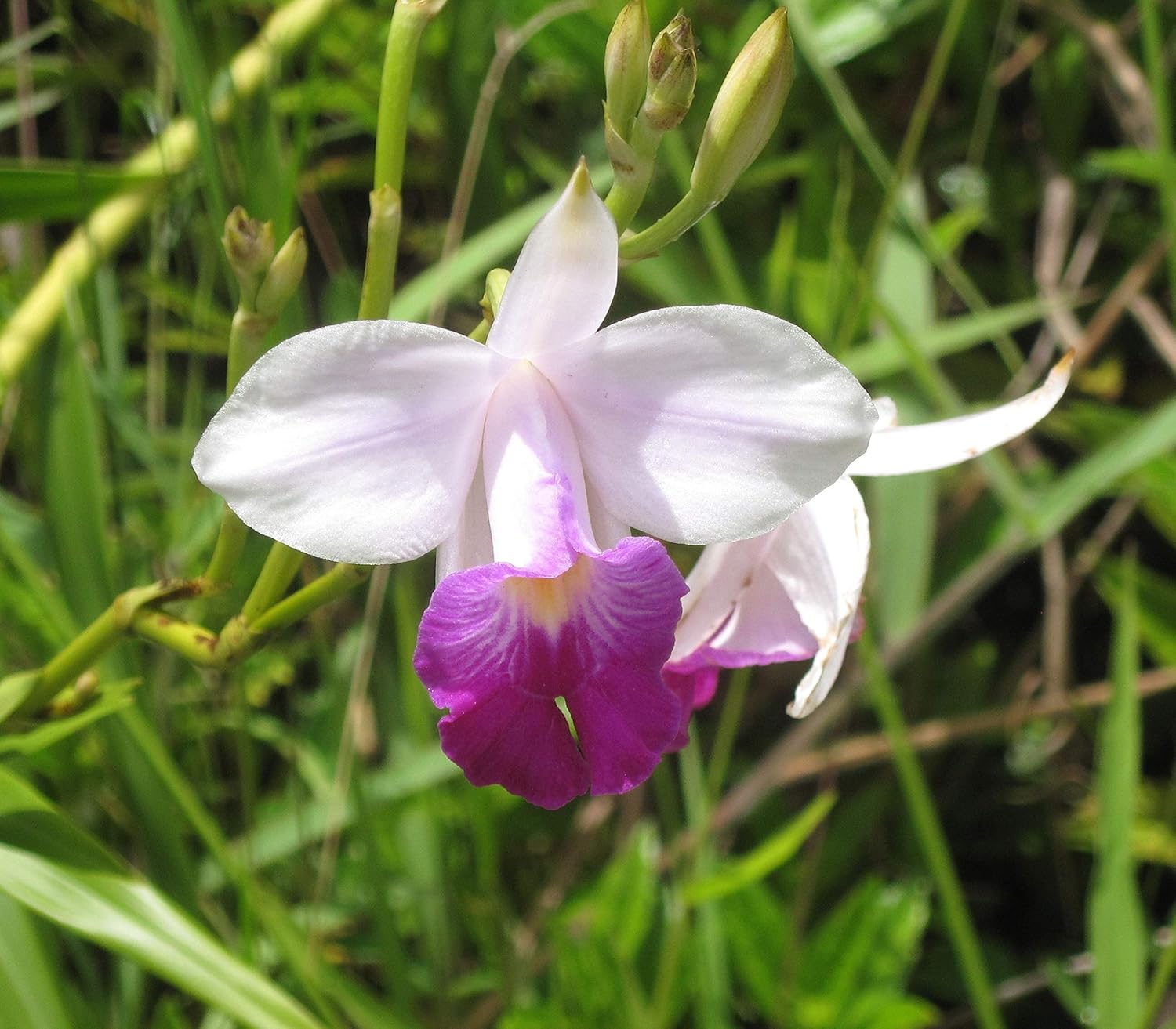 Hawaiian Tropical Bamboo Orchid Plant Root 1Pk LV8 Discount Hawaiian Gifts